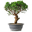 Juniperus chinensis Itoigawa, 36 cm, ± 15 years old