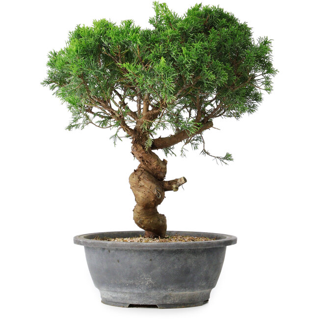 Juniperus chinensis Itoigawa, 36 cm, ± 15 years old