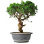 Juniperus chinensis Itoigawa, 36 cm, ± 15 Jahre alt