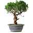 Juniperus chinensis Itoigawa, 36 cm, ± 15 years old