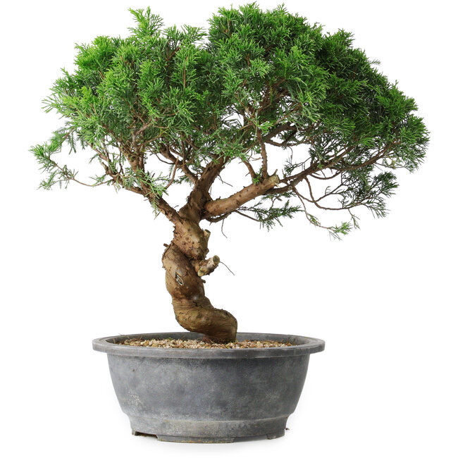 Juniperus chinensis Itoigawa, 36 cm, ± 15 years old