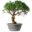 Juniperus chinensis Itoigawa, 36 cm, ± 15 years old