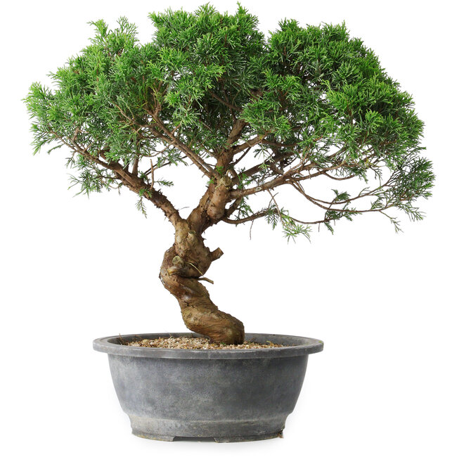 Juniperus chinensis Itoigawa, 36 cm, ± 15 años