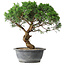 Juniperus chinensis Itoigawa, 36 cm, ± 15 Jahre alt
