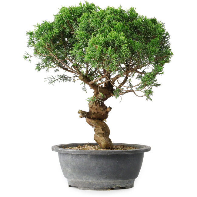 Juniperus chinensis Itoigawa, 36 cm, ± 15 anni