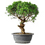 Juniperus chinensis Itoigawa, 36 cm, ± 15 ans