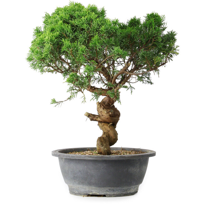 Juniperus chinensis Itoigawa, 36 cm, ± 15 anni