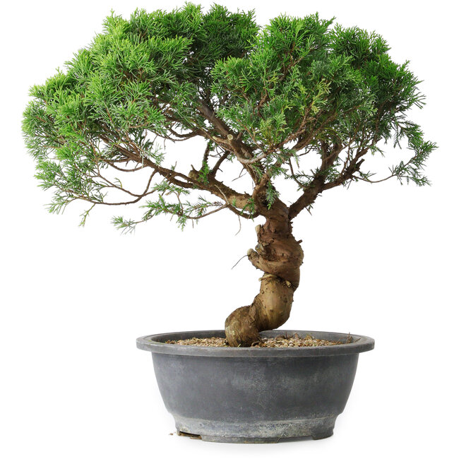 Juniperus chinensis Itoigawa, 36 cm, ± 15 ans
