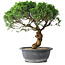 Juniperus chinensis Itoigawa, 36 cm, ± 15 years old