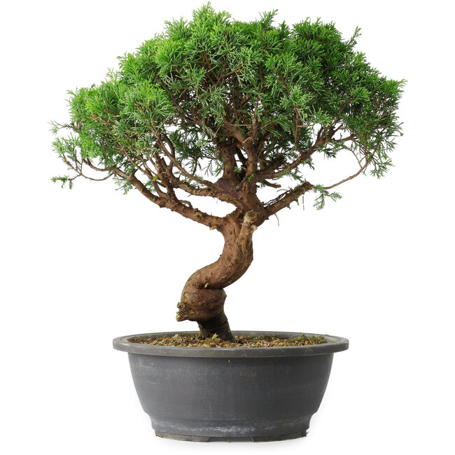 Juniperus chinensis Itoigawa, 36 cm, ± 15 ans