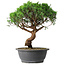Juniperus chinensis Itoigawa, 36 cm, ± 15 años