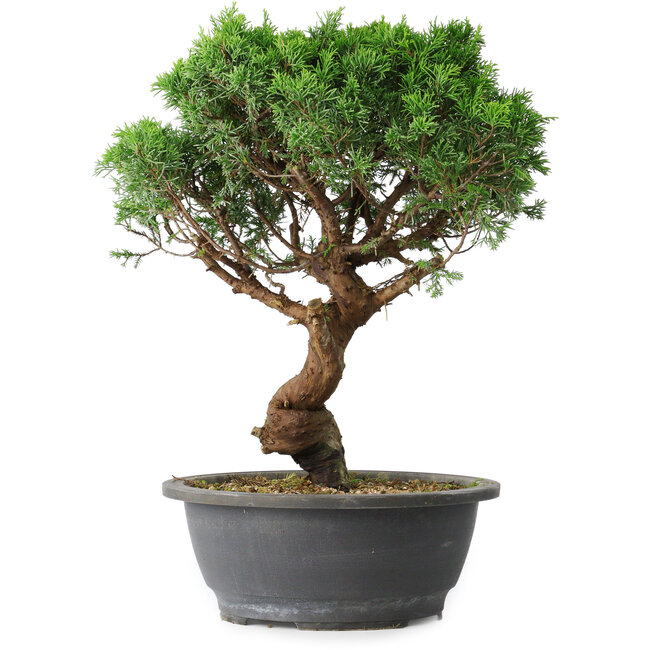Juniperus chinensis Itoigawa, 36 cm, ± 15 years old