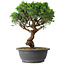 Juniperus chinensis Itoigawa, 36 cm, ± 15 anni