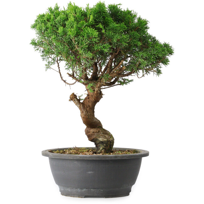 Juniperus chinensis Itoigawa, 36 cm, ± 15 Jahre alt
