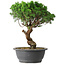 Juniperus chinensis Itoigawa, 36 cm, ± 15 jaar oud