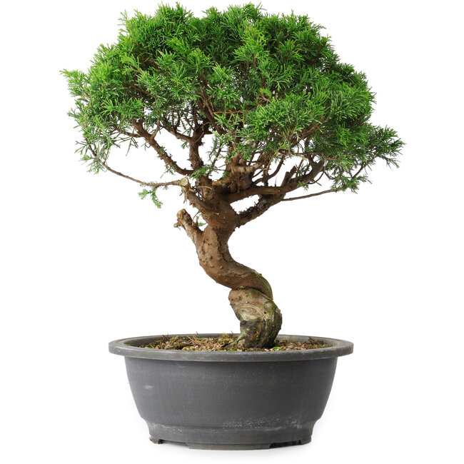 Juniperus chinensis Itoigawa, 36 cm, ± 15 anni