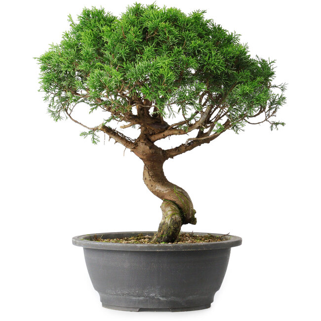 Juniperus chinensis Itoigawa, 36 cm, ± 15 Jahre alt
