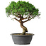 Juniperus chinensis Itoigawa, 36 cm, ± 15 anni