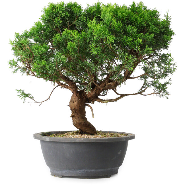 Juniperus chinensis Itoigawa, 36 cm, ± 15 ans