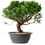 Juniperus chinensis Itoigawa, 36 cm, ± 15 ans