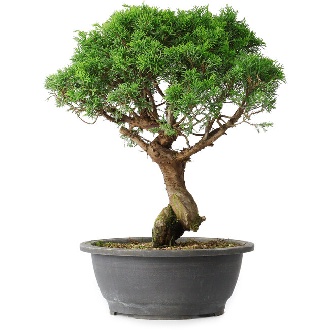 Juniperus chinensis Itoigawa, 36 cm, ± 15 años