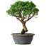 Juniperus chinensis Itoigawa, 36 cm, ± 15 anni