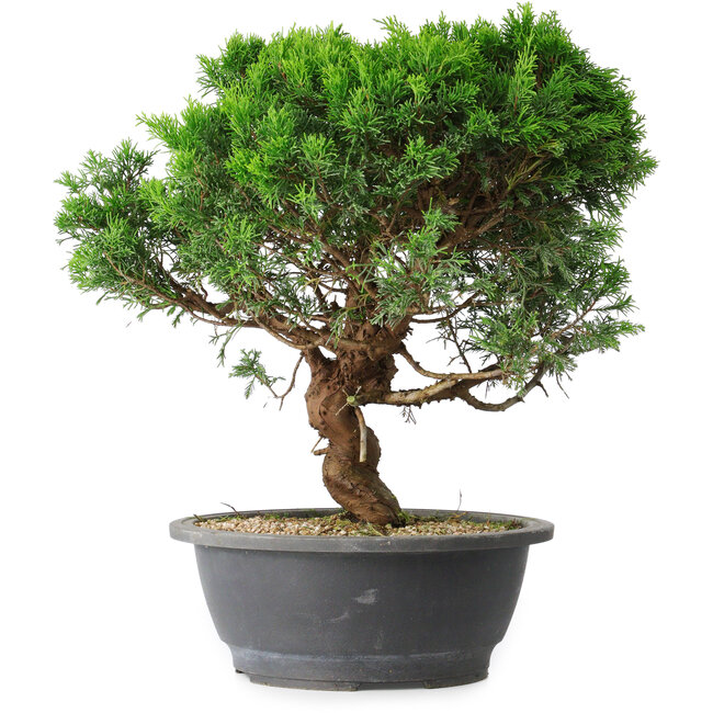 Juniperus chinensis Itoigawa, 36 cm, ± 15 years old
