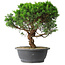 Juniperus chinensis Itoigawa, 36 cm, ± 15 Jahre alt