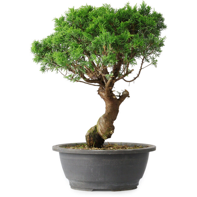 Juniperus chinensis Itoigawa, 36 cm, ± 15 ans