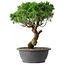 Juniperus chinensis Itoigawa, 36 cm, ± 15 anni