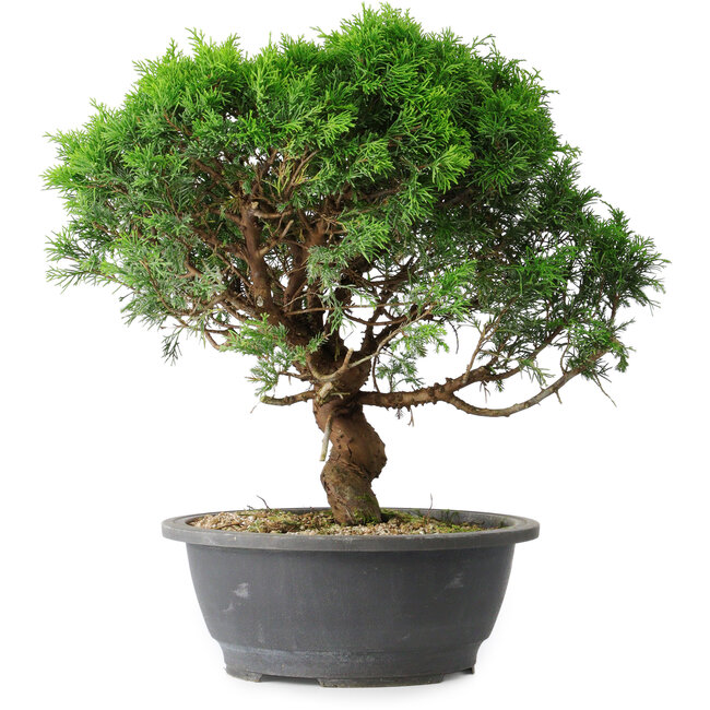 Juniperus chinensis Itoigawa, 36 cm, ± 15 ans