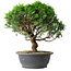 Juniperus chinensis Itoigawa, 36 cm, ± 15 years old
