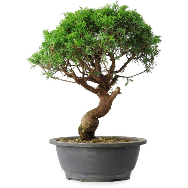 Juniperus chinensis Itoigawa, 36 cm, ± 15 años