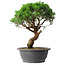 Juniperus chinensis Itoigawa, 36 cm, ± 15 Jahre alt