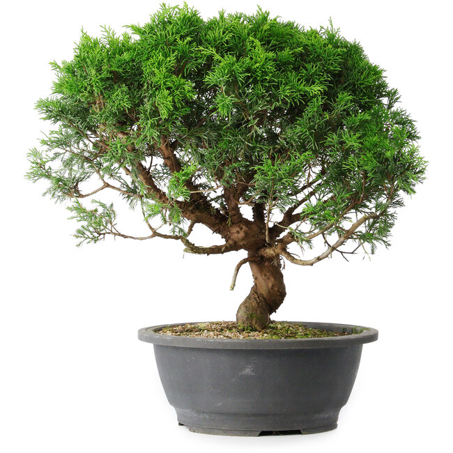 Juniperus chinensis Itoigawa, 36 cm, ± 15 años