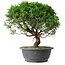Juniperus chinensis Itoigawa, 36 cm, ± 15 anni