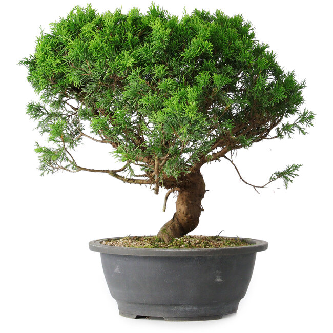 Juniperus chinensis Itoigawa, 36 cm, ± 15 años
