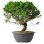 Juniperus chinensis Itoigawa, 36 cm, ± 15 years old