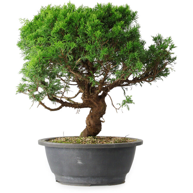 Juniperus chinensis Itoigawa, 36 cm, ± 15 años