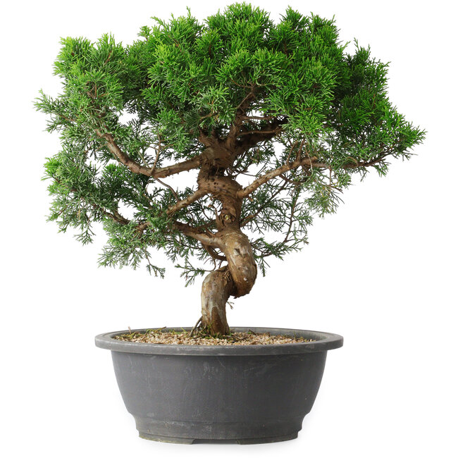 Juniperus chinensis Itoigawa, 36 cm, ± 15 jaar oud