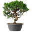 Juniperus chinensis Itoigawa, 36 cm, ± 15 jaar oud