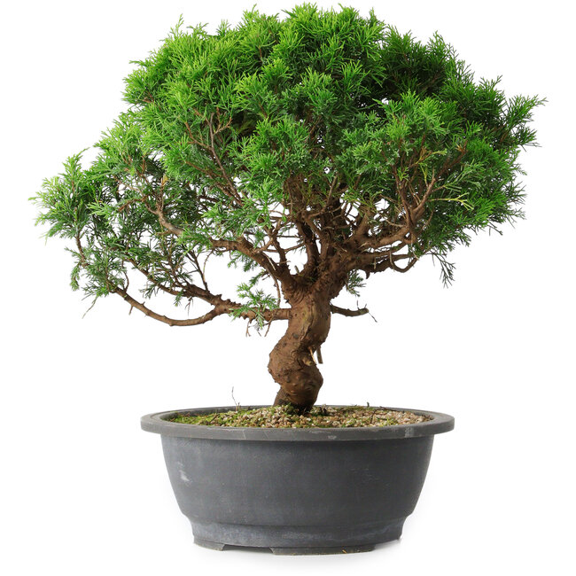 Juniperus chinensis Itoigawa, 36 cm, ± 15 anni