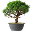 Juniperus chinensis Itoigawa, 36 cm, ± 15 Jahre alt
