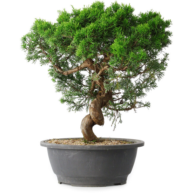 Juniperus chinensis Itoigawa, 36 cm, ± 15 jaar oud