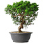 Juniperus chinensis Itoigawa, 36 cm, ± 15 ans