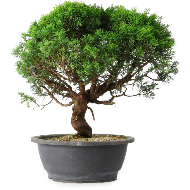 Juniperus chinensis Itoigawa, 36 cm, ± 15 ans
