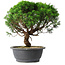 Juniperus chinensis Itoigawa, 36 cm, ± 15 ans