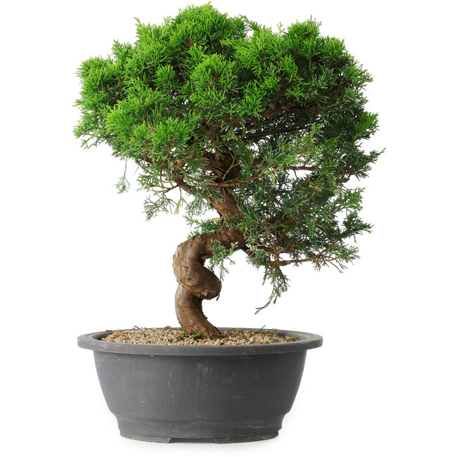 Juniperus chinensis Itoigawa, 36 cm, ± 15 years old