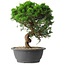 Juniperus chinensis Itoigawa, 36 cm, ± 15 años