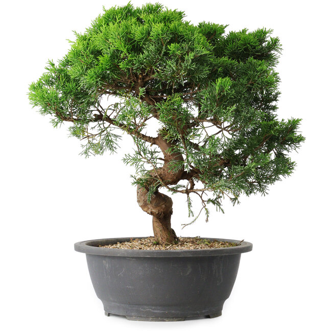 Juniperus chinensis Itoigawa, 36 cm, ± 15 años